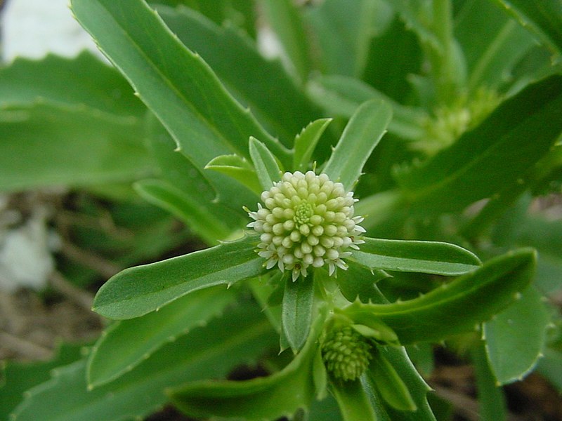 File:Calycera crassifolia 3.jpg