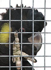 Nahaufnahme des Gesichts eines großen schwarzen Kakadus mit gelbem Wangenfleck, mit seinem hellgrauen Fuß im Vordergrund.  Es späht zwischen den Stäben von etwas, das Teil eines Käfigs oder einer Voliere zu sein scheint.
