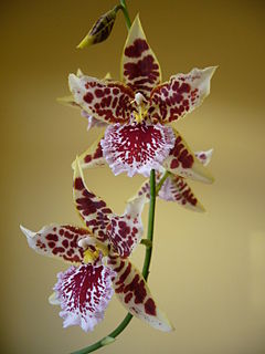 I am giving you this orchid for visiting me :)