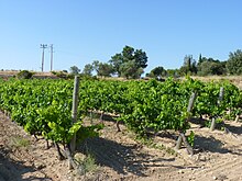 La photographie couleur montre une vigne palissée sur fil de fer en pleine végétation.