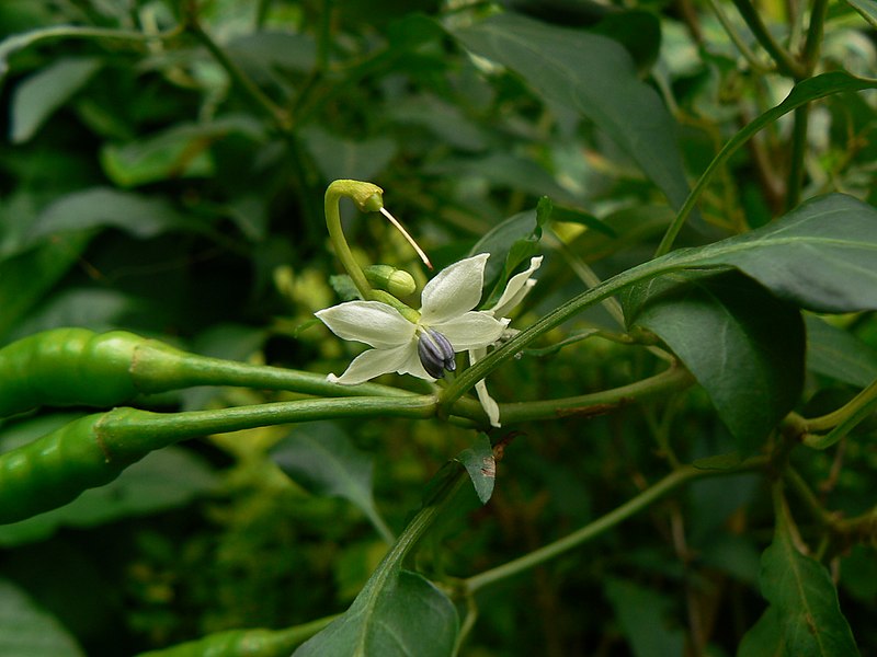 File:Capsicum frutescens (1224024855).jpg