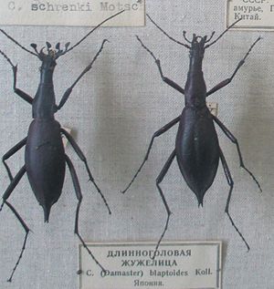 Carabus Blaptoides