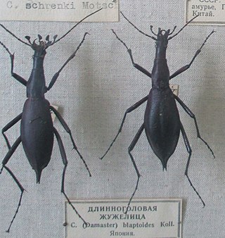 <i>Carabus blaptoides</i> Species of beetle