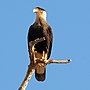 Bawdlun am Caracara cyffredin