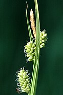 Carex.demissa.-.lindsey.jpg