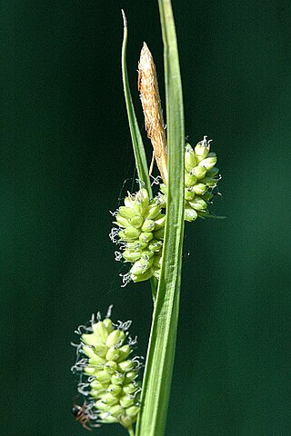 <i>Carex demissa</i> Species of plant in the genus Carex