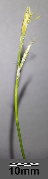 File:Carex alba sl26.jpg