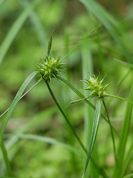 File:Carex dickinsii onisg22.jpg