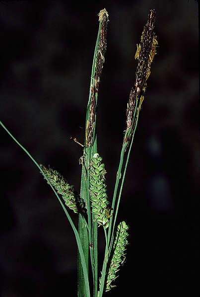 File:Carex flacca eF.jpg