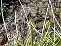 Carex pauciflora flower (01).jpg