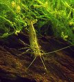 Caridina japonica