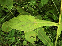 茎中部につく葉。葉柄に広い翼があり、縁には不ぞろいな重鋸歯がある。