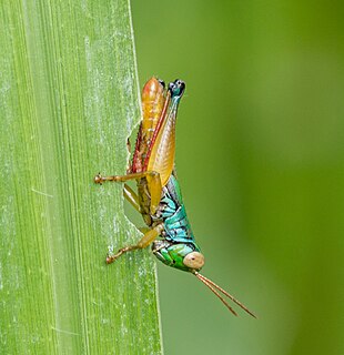 <i>Caryanda</i> (grasshopper) genus of insects