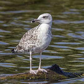 Caspian gull (Larus cachinnans) juvenile Danube delta.jpg