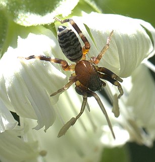 <i>Castianeira variata</i> Species of spider