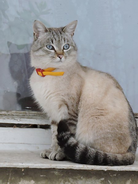 File:Cat at window in Nova Vodolaha (02.2019) 01 (cropped 2022).jpg