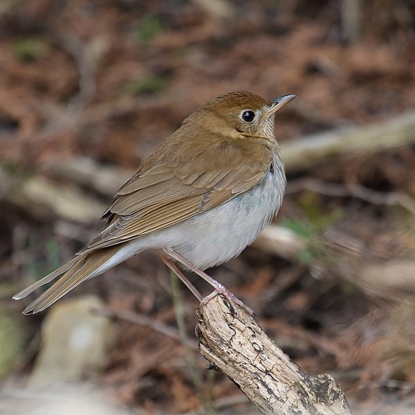 File:Catharus fuscescens MP 1.jpg