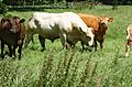 Cattle-Hertfordshire-20050613-033.jpg