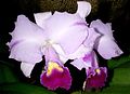 Cattleya trianae