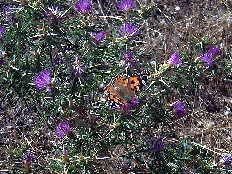 File:Centaurea calcitrapa Polinator ValledeAlcudia.jpg