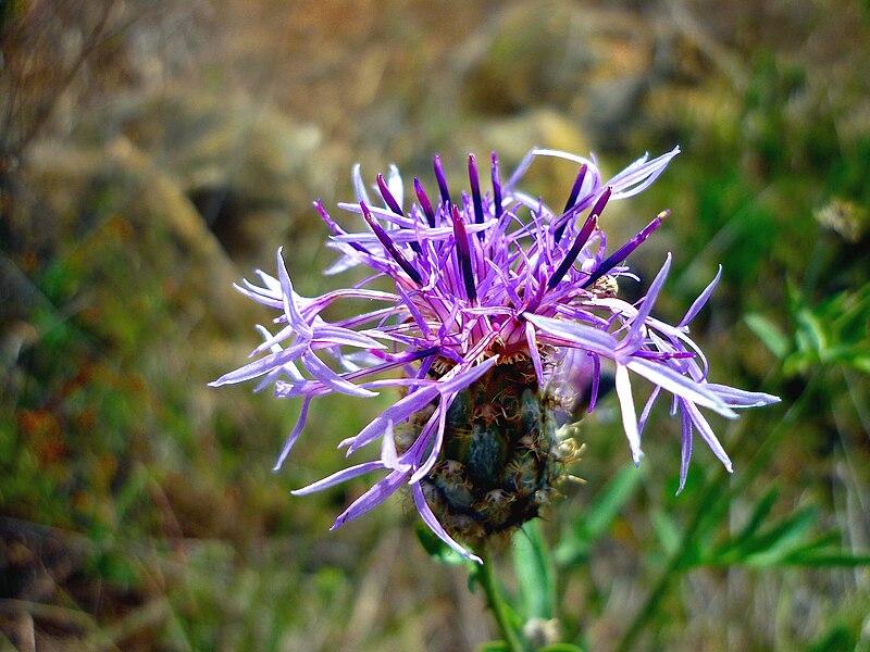 File:Centaurea scabiosa- AGUDA - IB-491.jpg