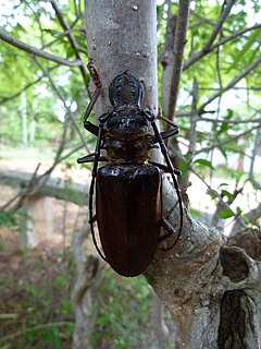 <i>Acanthophorus</i> Species of beetle