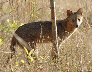 Der Maikong auch Krabbenfuchs,