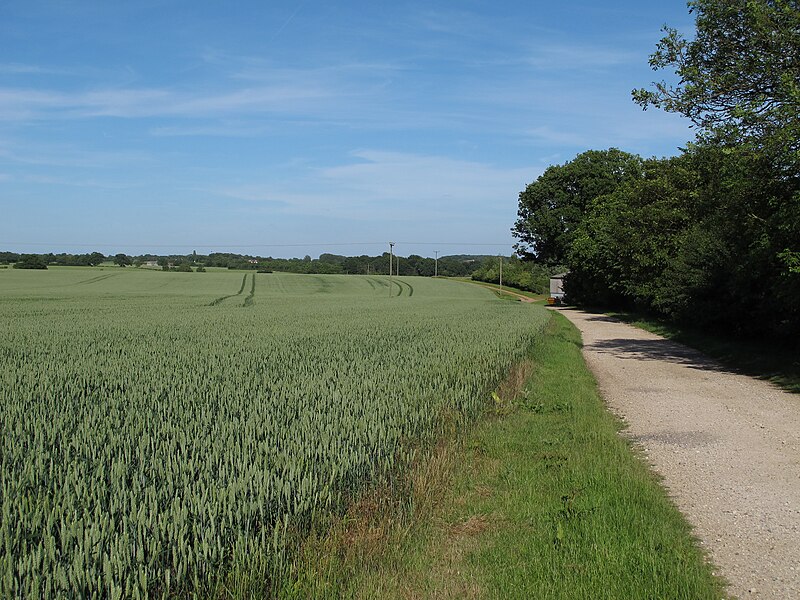 File:Cereal crop and track to Spains Hall Farm, Finchingfield - geograph.org.uk - 3536343.jpg