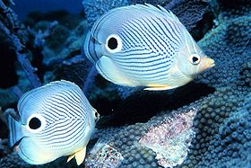 Chaetodon capistratus (compressa lateralmente)