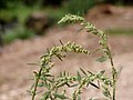 Chenopodium album