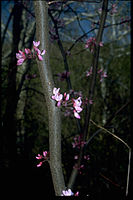 Chesapeake and Ohio Canal National Historical Park CHOH9635.jpg