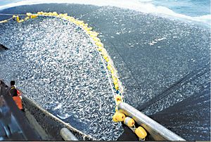 Jack mackerel caught by a Chilean purse seiner Chilean purse seine.jpg