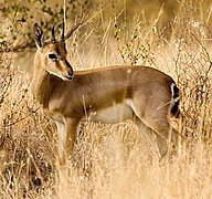 Gazelle