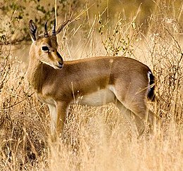 Indiai gazella (Gazella bennettii)