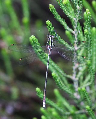 <i>Chlorolestes draconicus</i> Species of damselfly