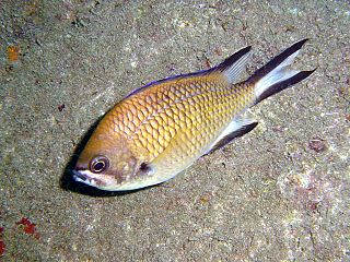 <i>Chromis limbata</i> species of fish