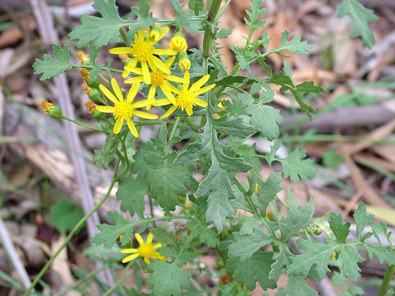 File:Cineraria lyratiformis leaf mid2 Jenene Kidston (15005688952).jpg