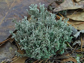 <i>Cladonia atlantica</i> Species of fungus