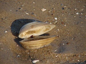 Clam in the mud at Chippokes Plantation State Park.jpg