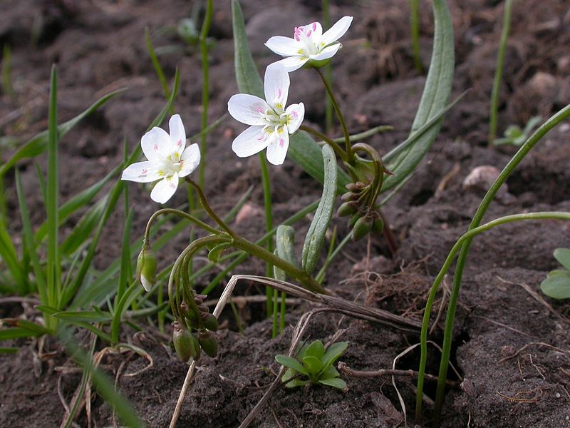 File:Claytonia lanceolata (3531697823).jpg