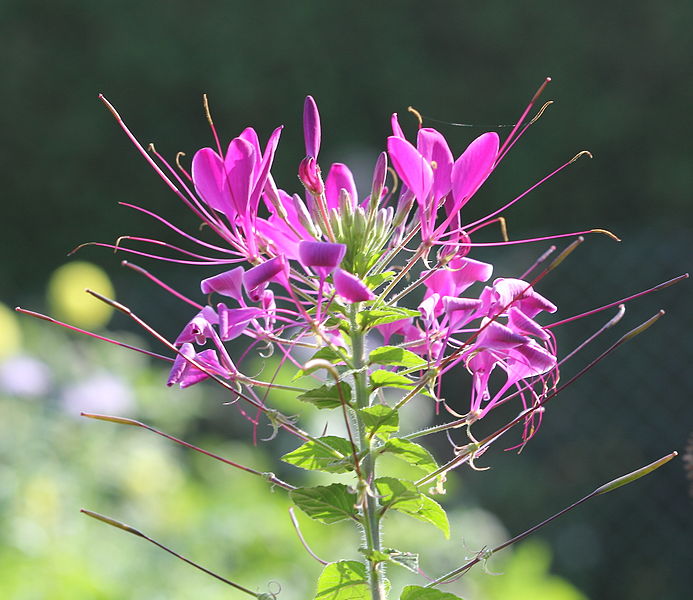 File:Cleome spinosa HC1.jpg