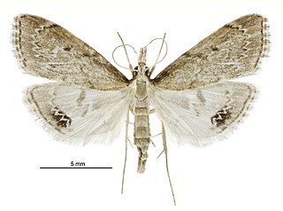 <i>Clepsicosma</i> Genus of moths