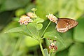 * Nomination Close wing posture Nectaring of Euploea core (Cramer, 1780) - Common Crow --Sandipoutsider 06:32, 17 December 2023 (UTC) * Promotion  Support Just about ok. --Plozessor 19:41, 21 December 2023 (UTC)