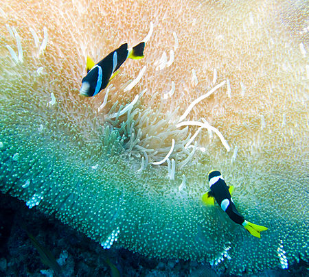 Tập_tin:Clownfish-mileswu.jpg