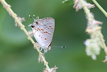 Clytie Ministreak (Ministrymon Clytie) ventral.jpg