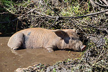 Cochon Corse-du-Sud.jpg