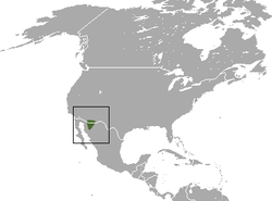 Cockrum's Gray Shrew area.png