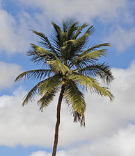 Coconut (Cocos nucifera)