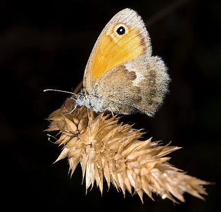 Coenonympha pamphilus