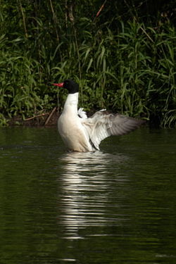 Common Merganser (Mergus merganser americanus), Male